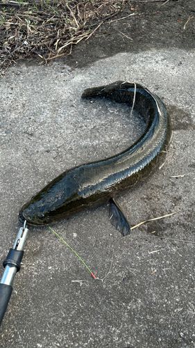 ライギョの釣果