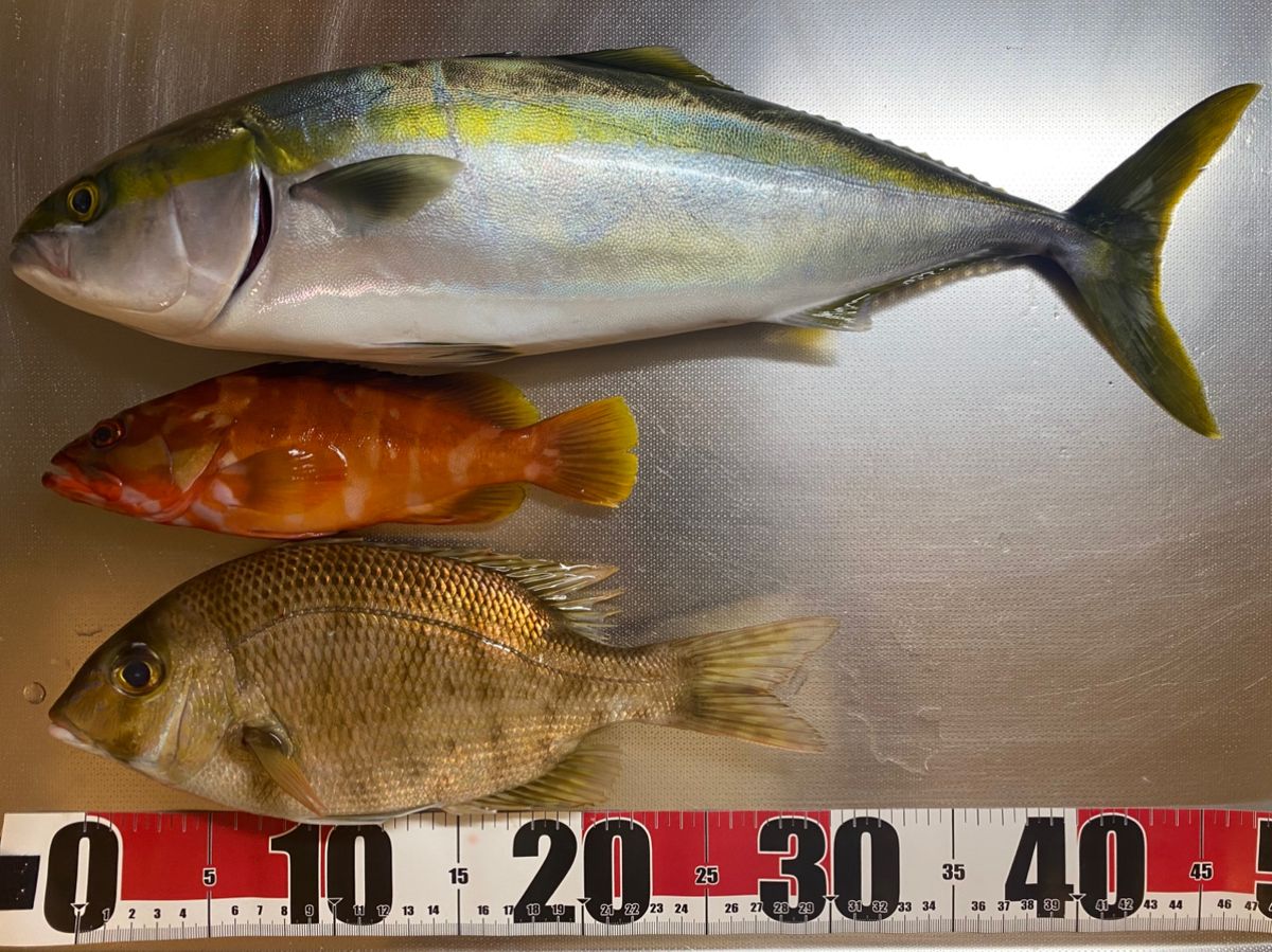 iwachildrenさんの釣果 1枚目の画像