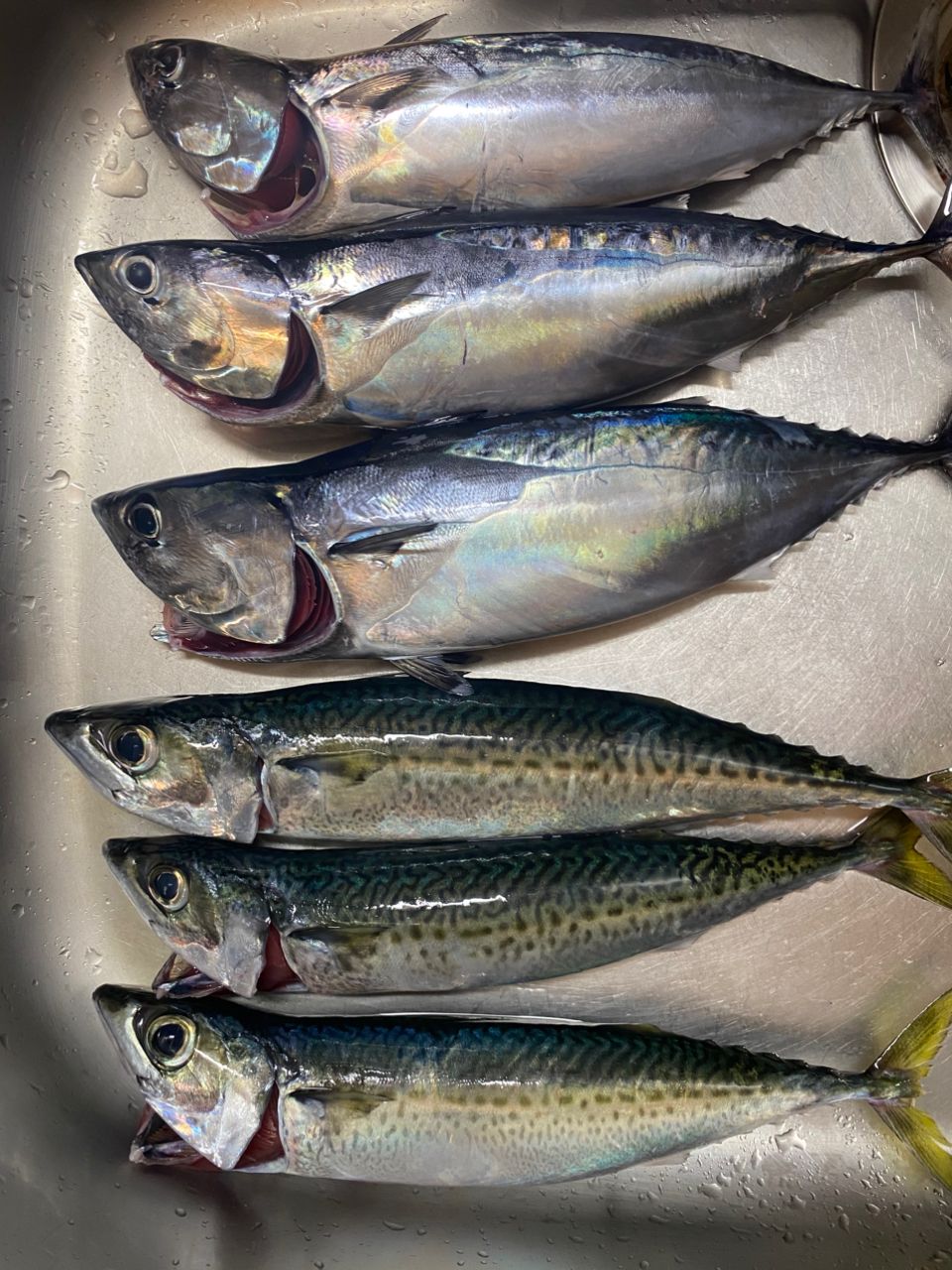 iwachildrenさんの釣果 2枚目の画像