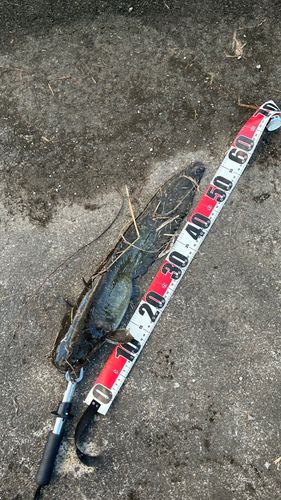 ナマズの釣果