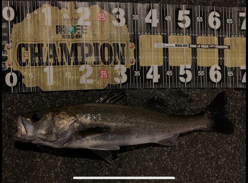 シーバスの釣果