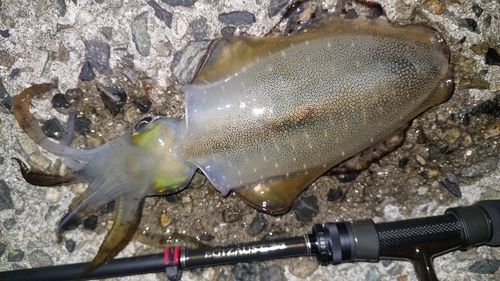 アオリイカの釣果