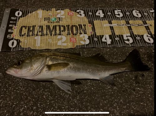 シーバスの釣果