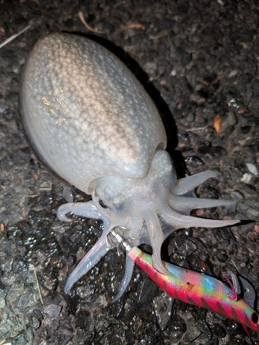 シリヤケイカの釣果