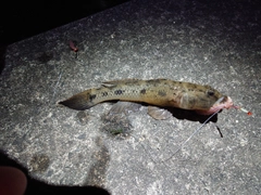 ウロハゼの釣果