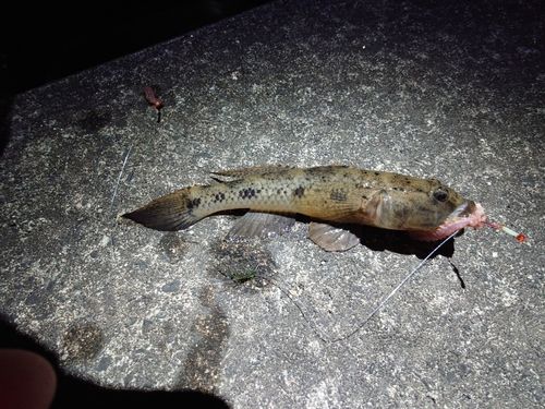 ウロハゼの釣果