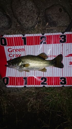 ラージマウスバスの釣果