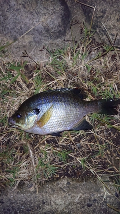 ブルーギルの釣果