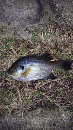 ブルーギルの釣果