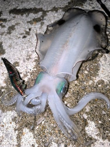 アオリイカの釣果