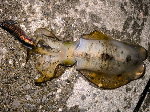 アオリイカの釣果