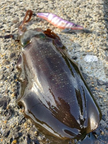 アオリイカの釣果