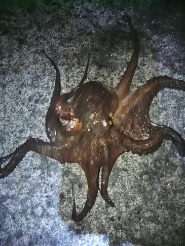 三陸海岸（青森）