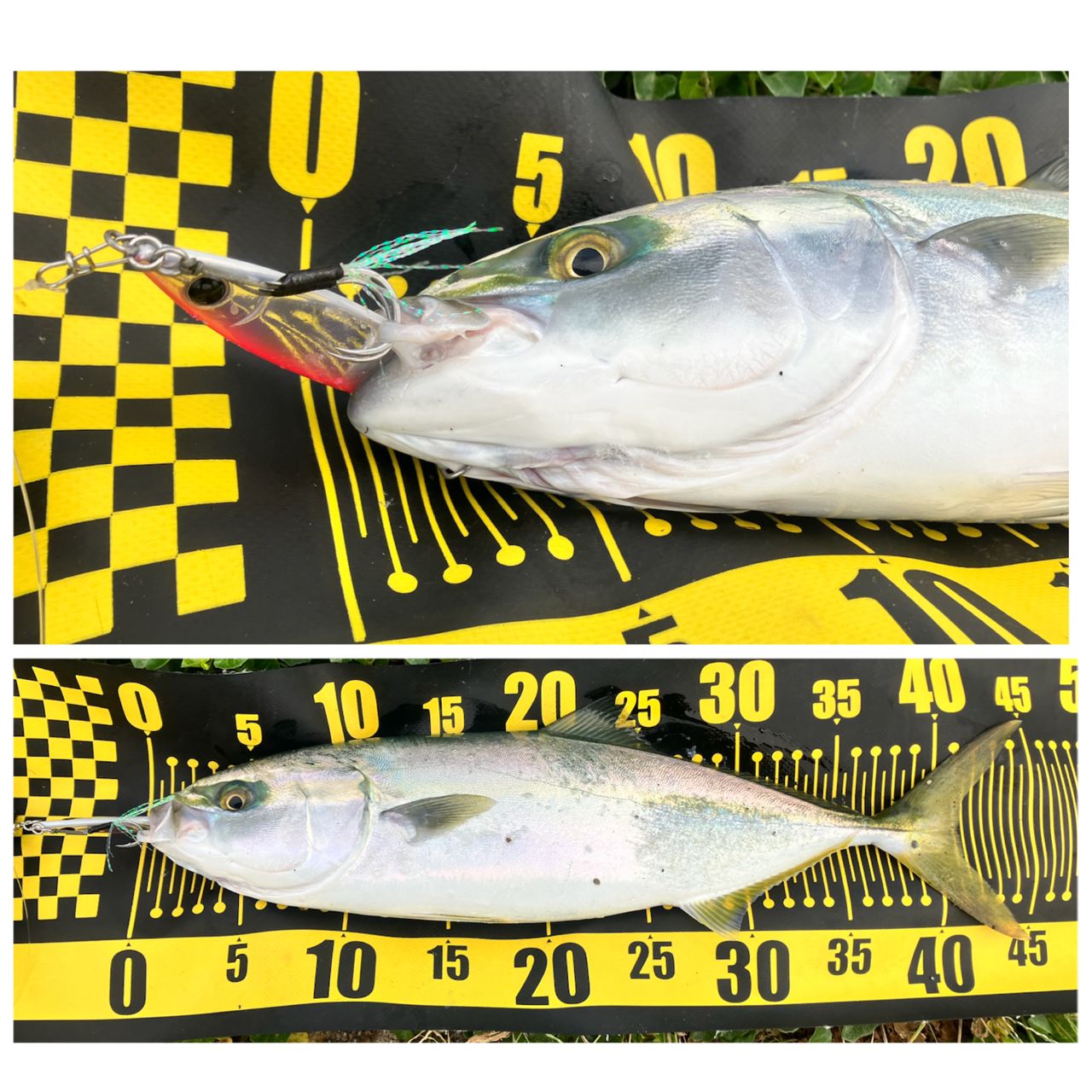 Gamakatsu ラグゼ コヨーテ S100MHの最安値・インプレ・釣果 | 本音の