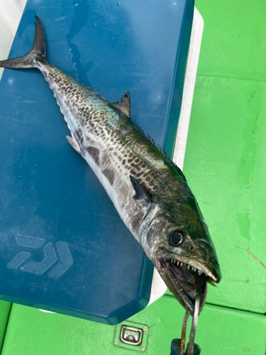 サワラの釣果