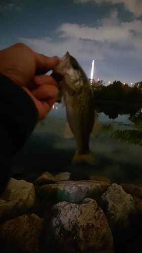 ラージマウスバスの釣果