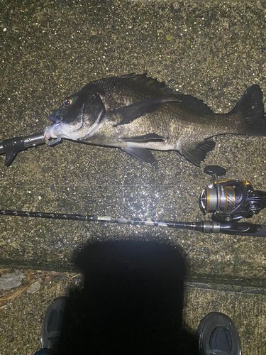 チヌの釣果