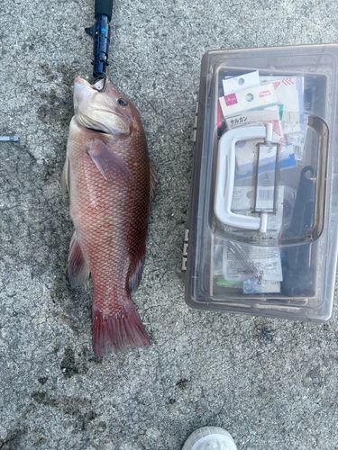 コブダイの釣果