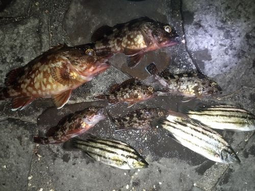 カサゴの釣果