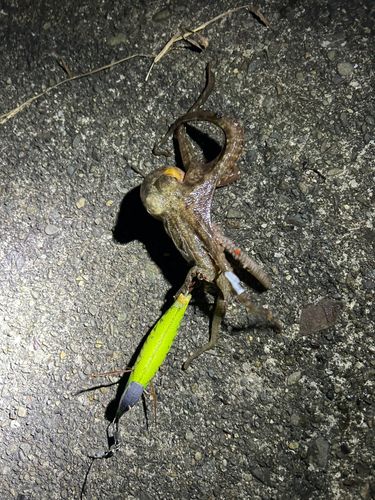 タコの釣果