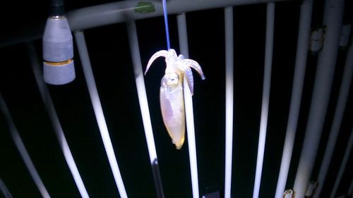 マメイカの釣果