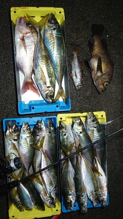 アジの釣果
