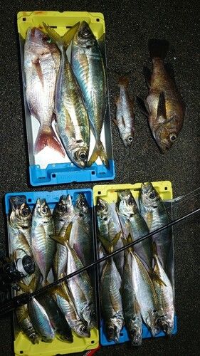 アジの釣果