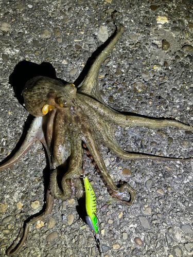 タコの釣果