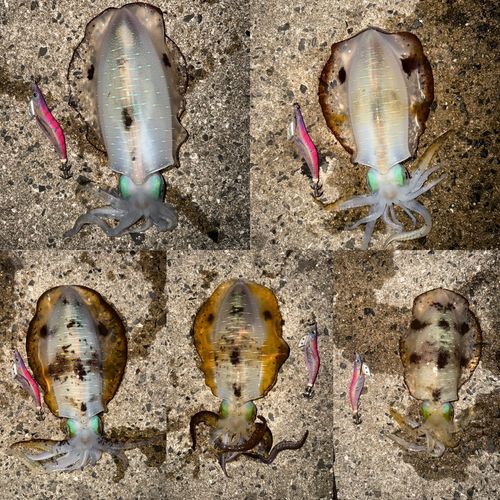アオリイカの釣果