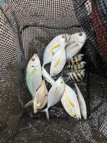 シマアジの釣果