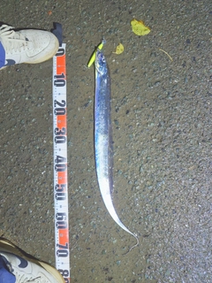 タチウオの釣果