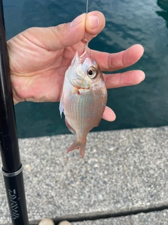 マルアジの釣果
