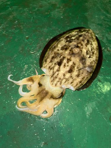 モンゴウイカの釣果