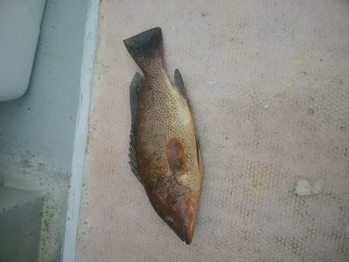 ホウセキハタの釣果