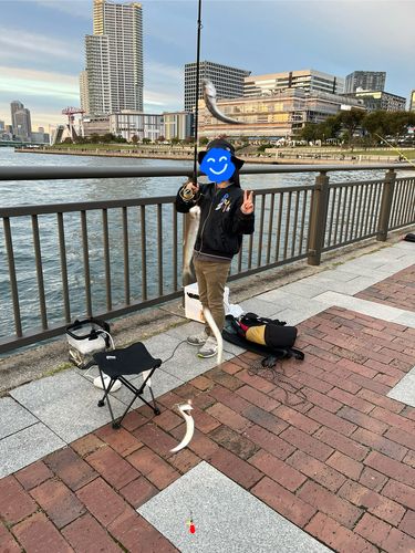 カタクチイワシの釣果