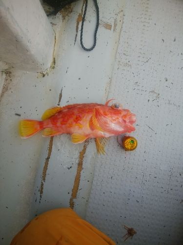 アヤメカサゴの釣果