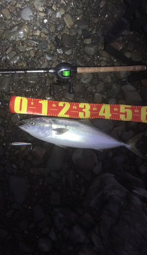 ツバスの釣果