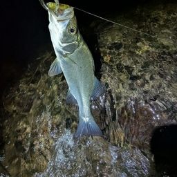 セイゴ（ヒラスズキ）