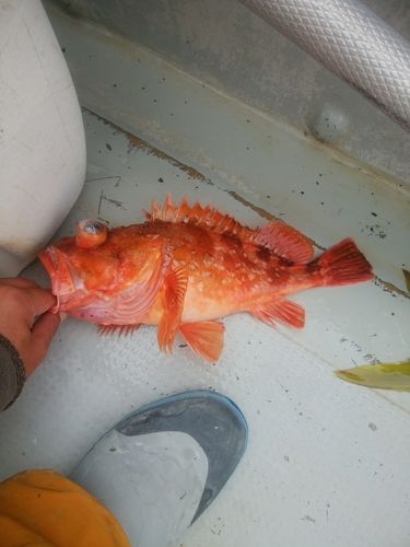 ウッカリカサゴの釣果