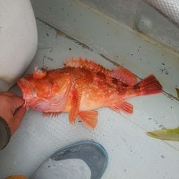 ウッカリカサゴ