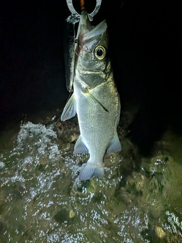 セイゴ（ヒラスズキ）の釣果