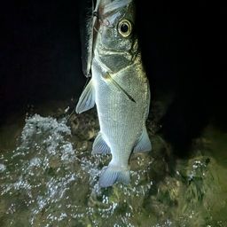 セイゴ（ヒラスズキ）