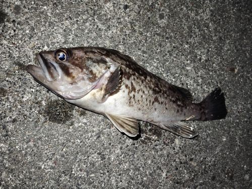 クロソイの釣果