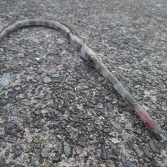 アオヤガラの釣果