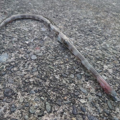 アオヤガラの釣果