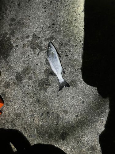 セイゴ（マルスズキ）の釣果