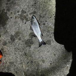 セイゴ（マルスズキ）