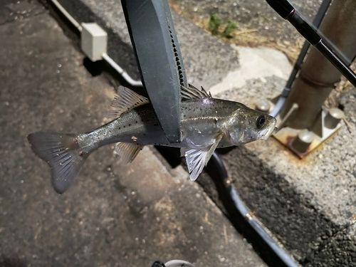 セイゴ（ヒラスズキ）の釣果