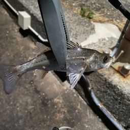 セイゴ（ヒラスズキ）