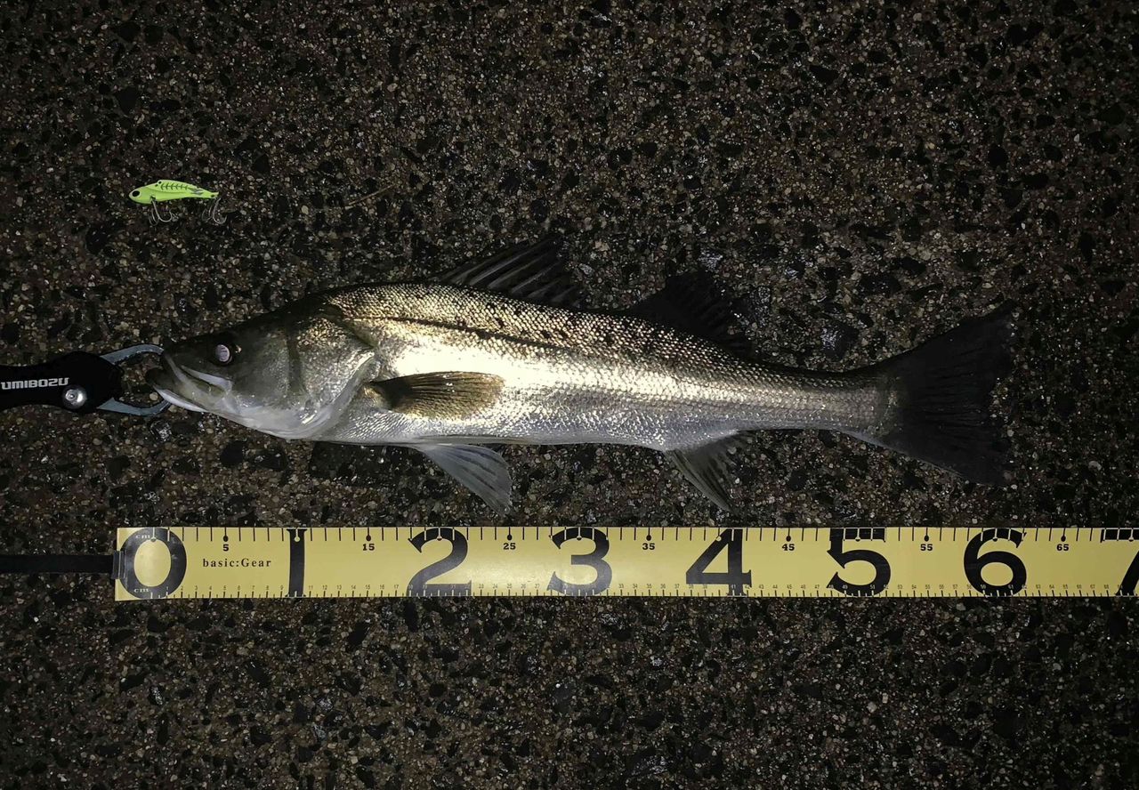 ダイワ(daiwa) 19LATEO 93ML・R 特価】ダイワ ラテオ R 93ML 2019モデル (スピニング2ピース